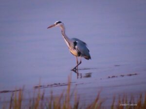 Stork at Sandy Bay Caravan Park Preesall