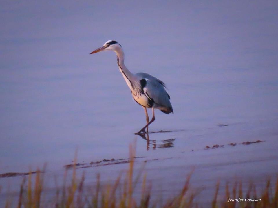 Stork at Sandy Bay Caravan Park Preesall