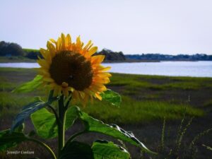 Sunflower Sandy Bay