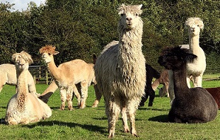 Alpaca