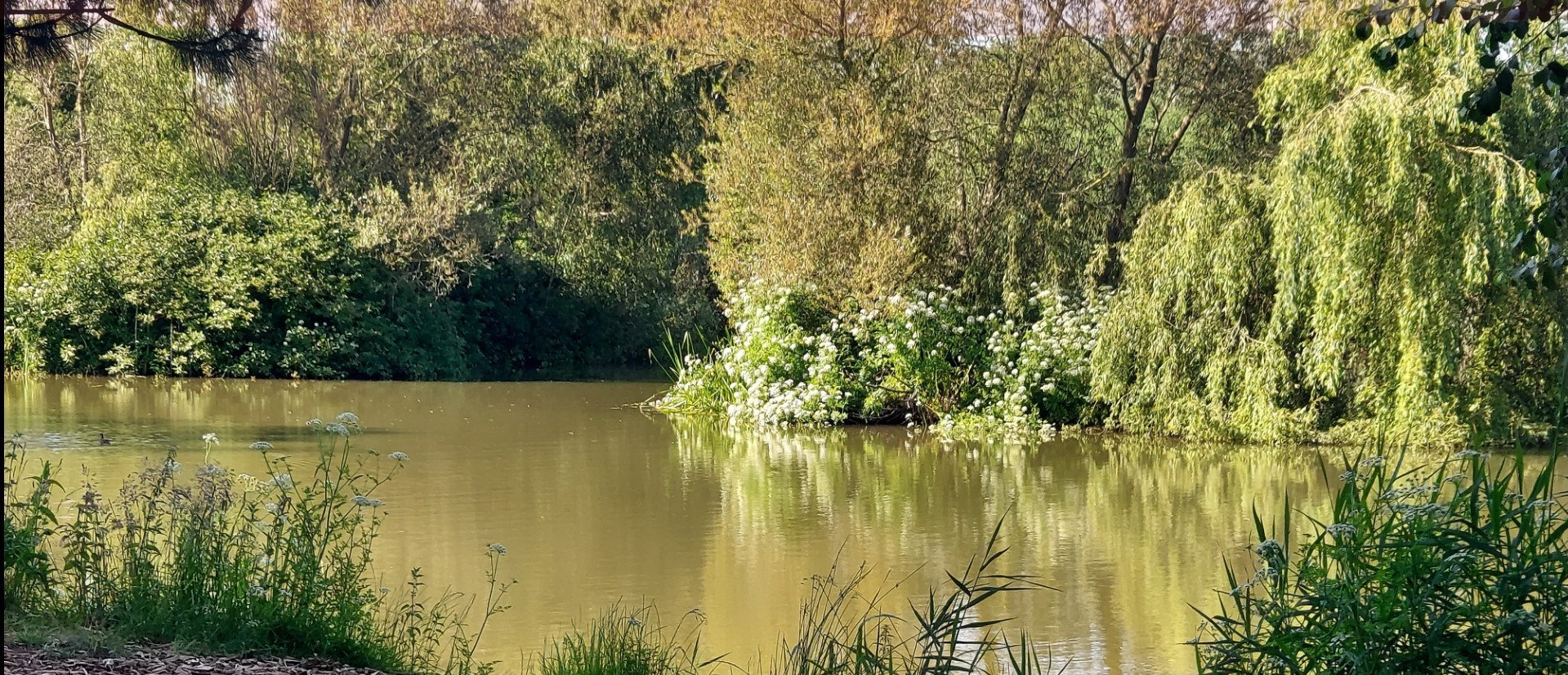 Pheasants Wood Fishery