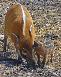 Bowland Wild Boar Park