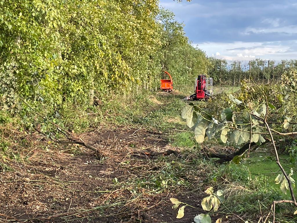 Tree maintenance Sandy bay 