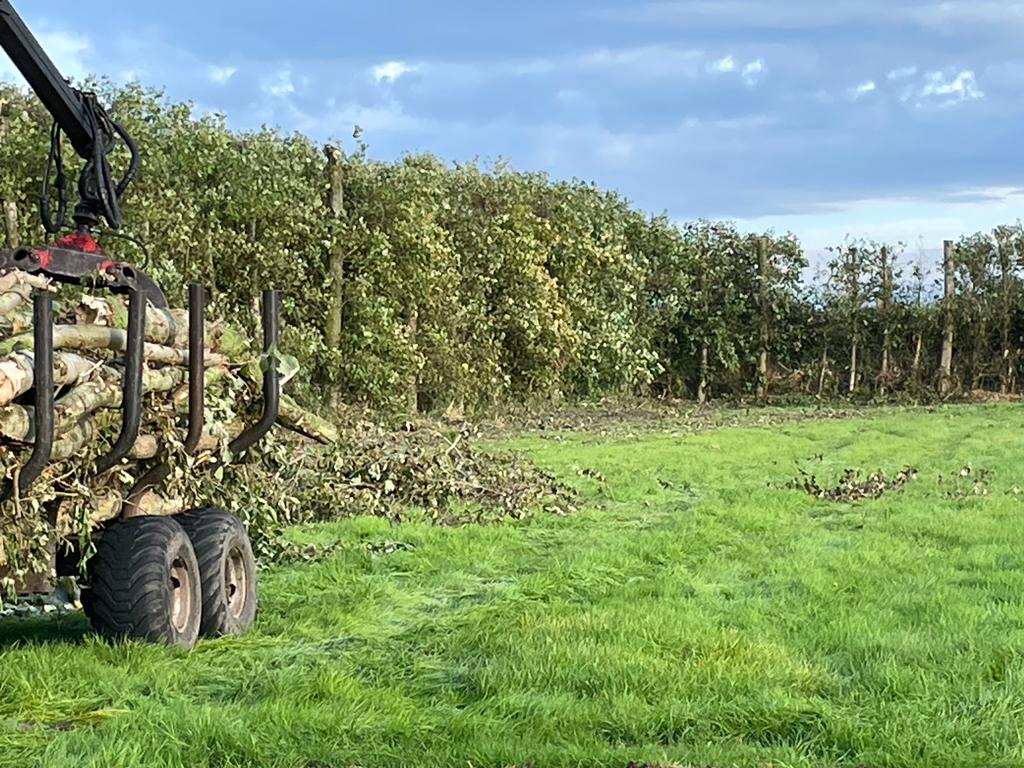 Tree maintenance at Sandy Bay Caravan Park Preesall
