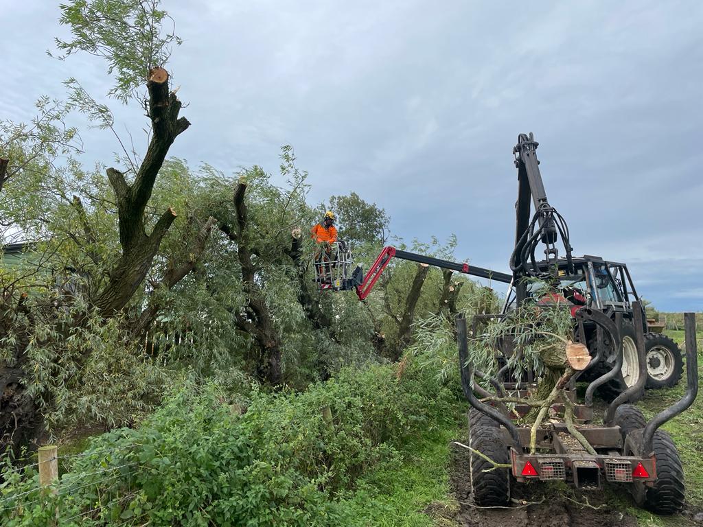 Tree maintenance Sandy bay