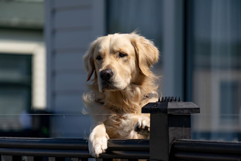 dog friendly caravan park