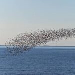 migrating birds preesall