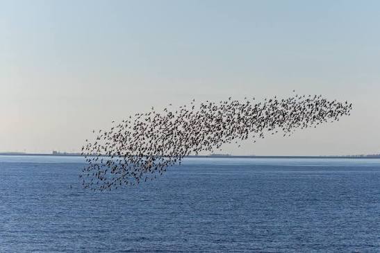 Migratory Birds of Morecambe Bay and Preesall